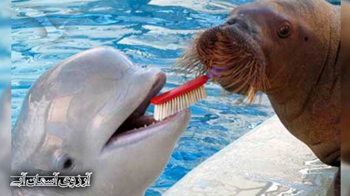 پارک آبی آکوا کلاب دلفین استانبول